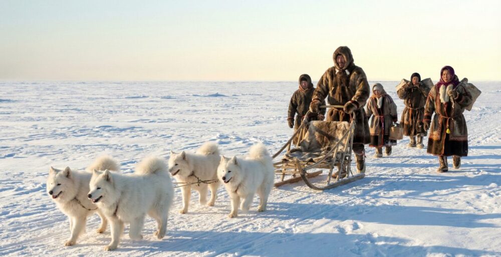 サモエドがどこの国の出身か知るための歴史と特徴